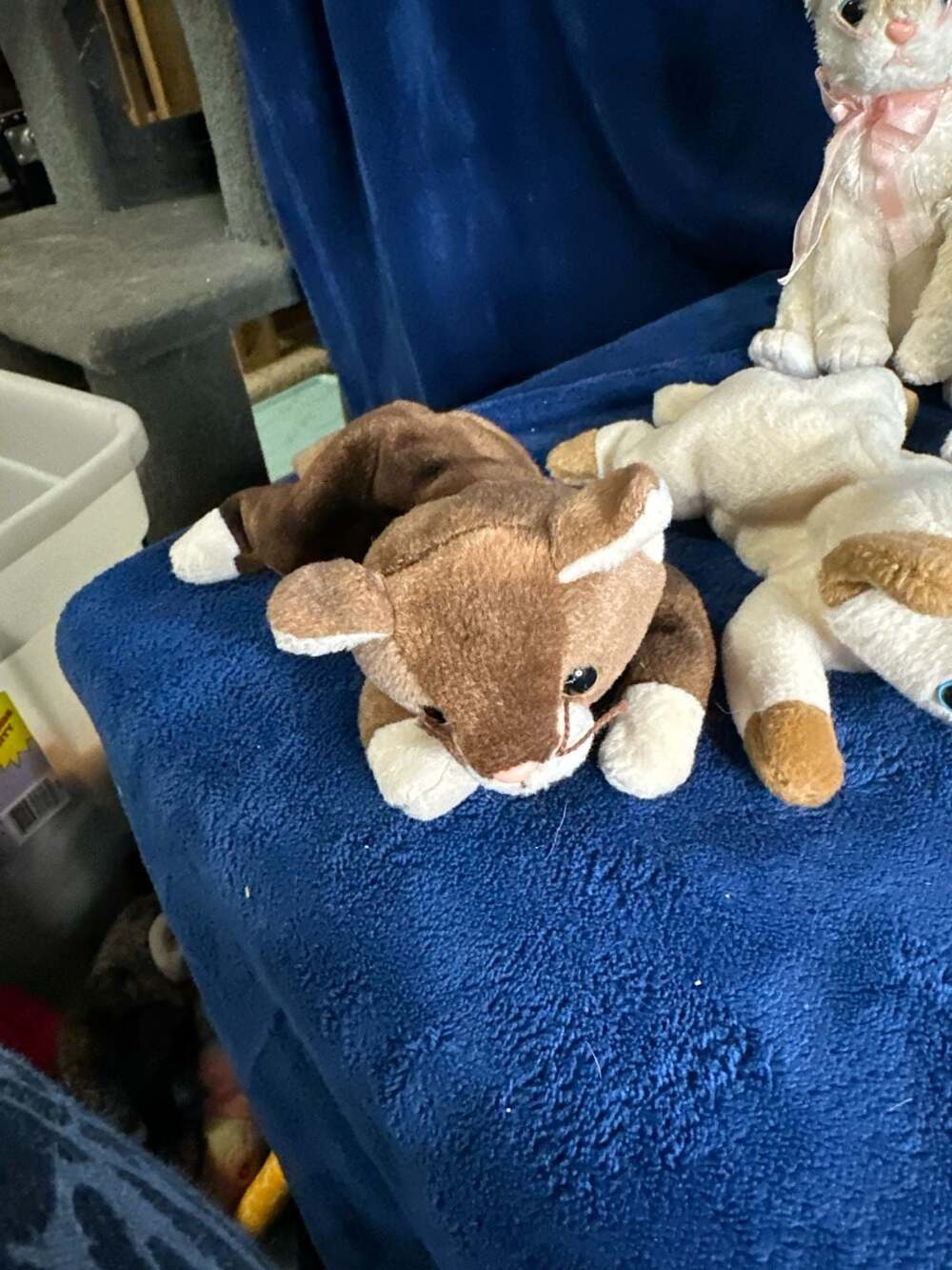 Ty Beanie Babies Cat Lot of 4: Pounce, Chip, Flip, and Snowball